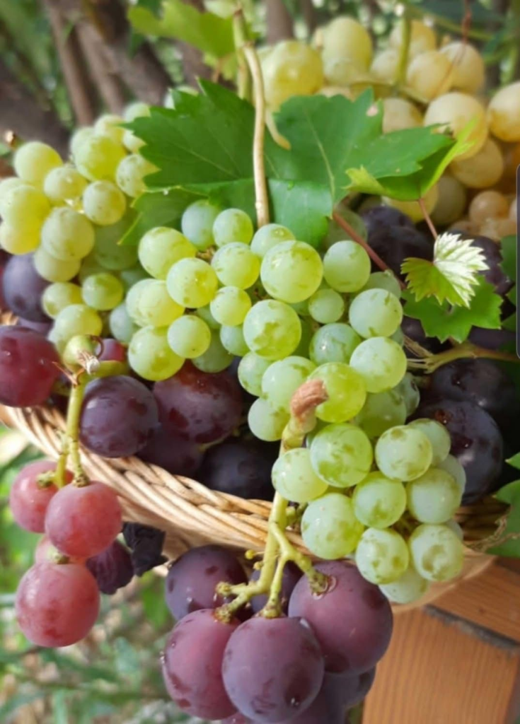 10 LỢI ÍCH CỦA QUẢ NHO