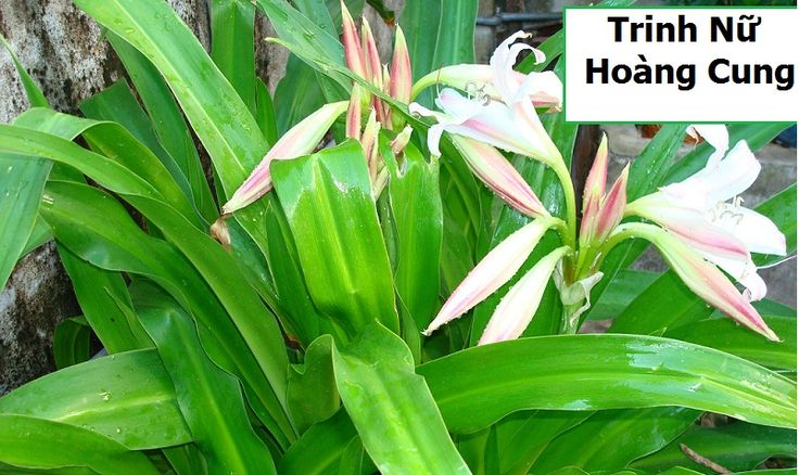 BÀI THUỐC TỪ CÂY TRINH NỮ HOÀNG CUNG TRỊ MẤT NGỦ