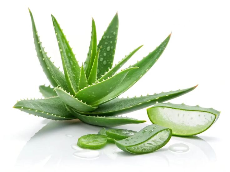 CÔNG DỤNG LÀM ĐẸP CỦA CÂY LÔ HỘI