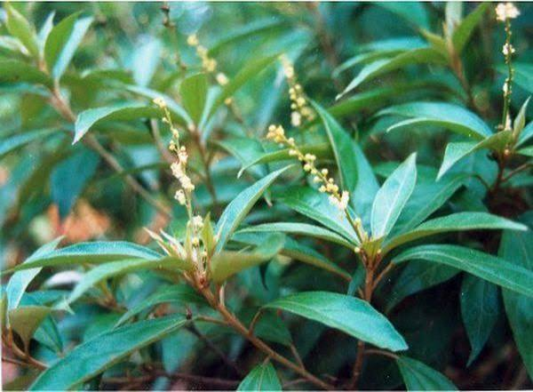 BÀI THUỐC TỪ CÂY KHỔ SÂM