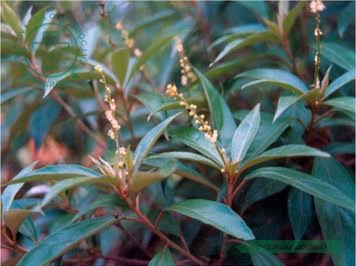 BÀI THUỐC TỪ CÂY KHỔ SÂM