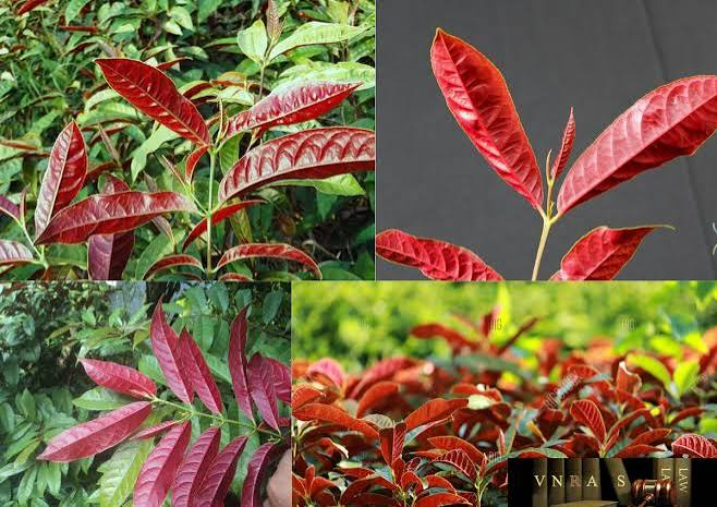 CÔNG DỤNG CỦA CÂY ĐƠN LÁ ĐỎ TRONG ĐIỀU TRỊ SỎI THẬN