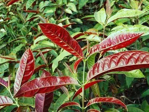 CÔNG DỤNG CỦA CÂY ĐƠN LÁ ĐỎ TRONG ĐIỀU TRỊ SỎI THẬN