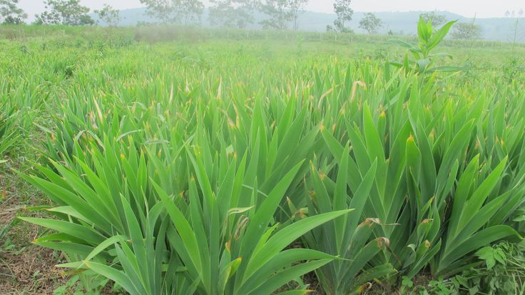 CÂY XẠ CAN – BÀI THUỐC QUÝ CHO GAN VÀ MẬT