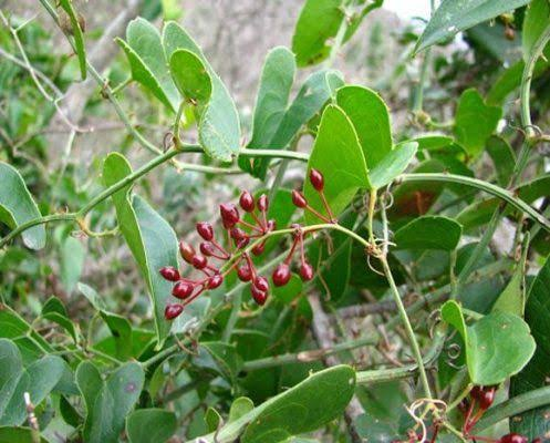 BÀI THUỐC TỪ CÂY THẦN KHÚC TRỊ MỤN NHỌT