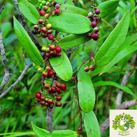 BÀI THUỐC TỪ CÂY THẦN KHÚC TRỊ MỤN NHỌT