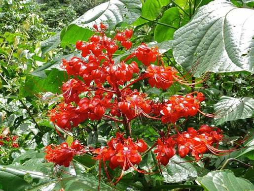 BÀI THUỐC TỪ CÂY XÍCH ĐỒNG ĐIỀU TRỊ RỐI LOẠN TIỀN ĐÌNH
