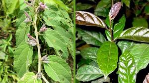 CÔNG DỤNG CỦA CÂY AN XOA TRONG ĐIỀU TRỊ BỆNH ĐẠI TRÀNG