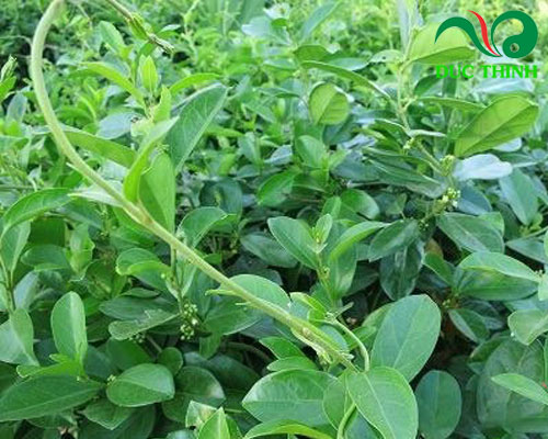 BÀI THUỐC TỪ CÂY DÂY THÌA CANH ĐIỀU TRỊ BỆNH GÚT