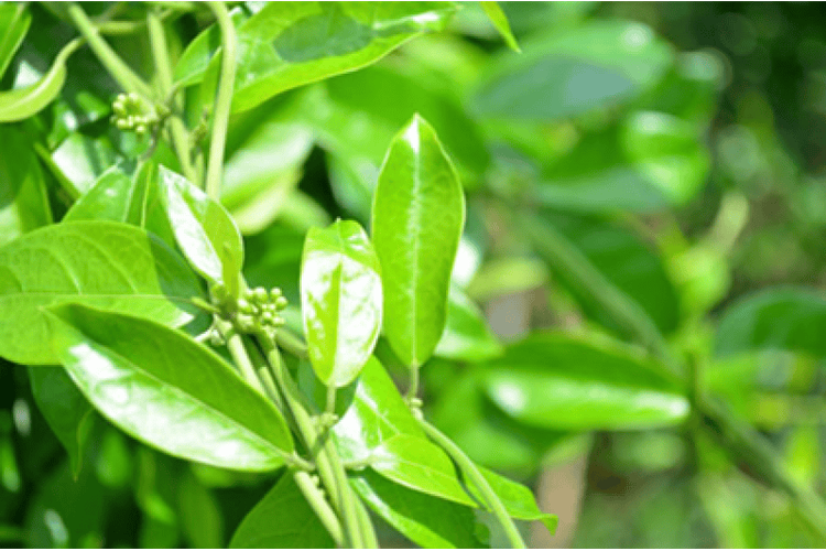 BÀI THUỐC TỪ CÂY DÂY THÌA CANH ĐIỀU TRỊ BỆNH GÚT