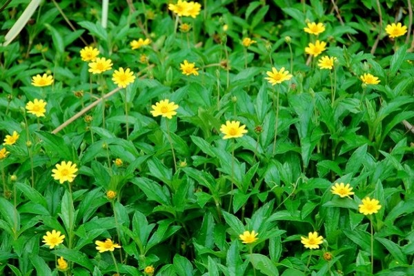 CÂY SÀI ĐẤT – BÀI THUỐC DÂN GIAN CHỮA ĐAU BỤNG KINH