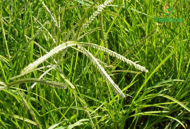 CÔNG DỤNG CỦA CÂY MẦN TRẦU TRONG ĐIỀU TRỊ BỆNH PHỤ KHOA