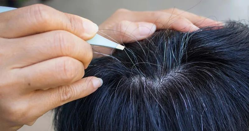 CÓ NÊN NHỔ TÓC BẠC KHÔNG?